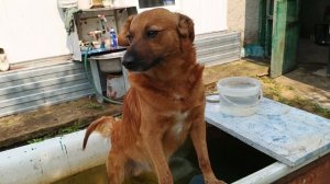 Соболь прогулялся и искупался!