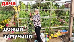 Дача.Чудесная малина Нижегородец.Дожди не дают работать