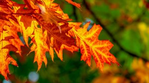 МУЗЫКА ДЛЯ ДУШИ И ВОССТАНОВЛЕНИЯ НЕРВНОЙ СИСТЕМЫ 🎵 ОСЕННЯЯ МУЗЫКА ДЛЯ СНА 🎵 МУЗЫКА ДЛЯ МЕДИТАЦИИ