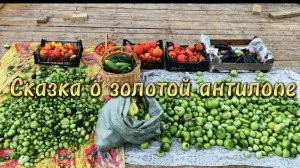 Вот такой урожай!😉