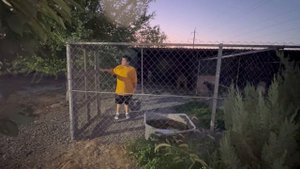 Алабай Джуля приболела/Поздний ужин