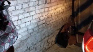 Замена ламп заднего хода Honda Freed GB6