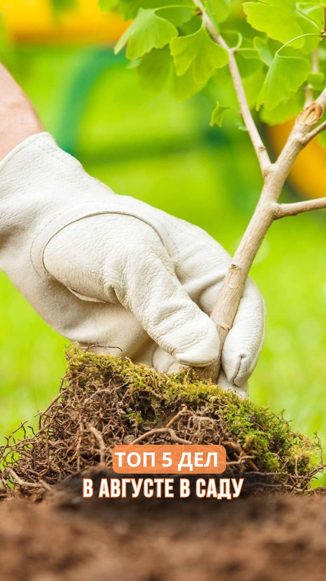 ТОП 5 дел в саду в августе смотреть онлайн