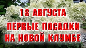18 августа. Первые посадки на новой рабатке