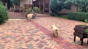 Щенок золотистого ретривера Моррис