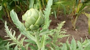 Артишок "Красавец" и кардон(испанский артишок) "Заморский деликатес"