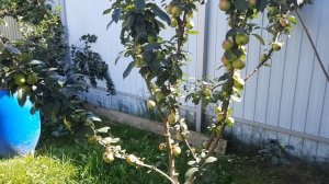 Яблочный сок в соковарке. Крайние летние дни. Август 2025г.