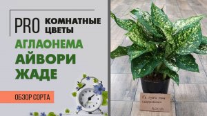 Аглаонема Айвори Жаде | Как отличить аглаонему от диффенбахии