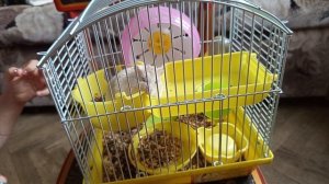 хомечек хома обзор