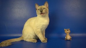 Тайский котик Hilton Gamlet, 5 месяцев, блю-пойнт