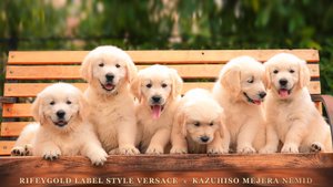 Щенок золотистого ретривера