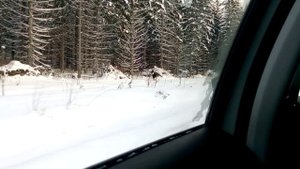"Жить нужно легче..." (январь 2021)