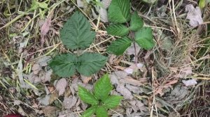 12-18 08 25г Северная Двина,тыква,ежевика-выращивание