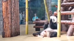 Сегодня повесили Катюше 🐼 вертикально стволы бамбука 🎋 с отверстиями для вкусняшек.