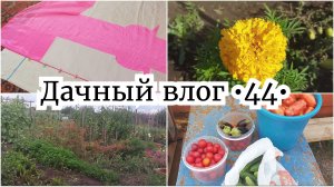 ОБХОД ГРЯДОК 🔥 ЖУКИ АТАКУЮТ ВСЁ 😱 СОБРАЛА ЗАМОРОЗКУ // УБОРКА ТРАВЫ