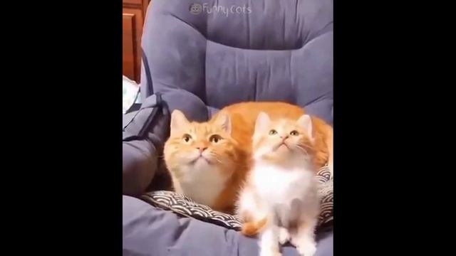 Смешные Коты #48