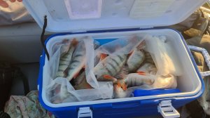 Такой рыбалки не было НИКОГДА. Окунь прет ДУРОМ! Уехали с клёва!