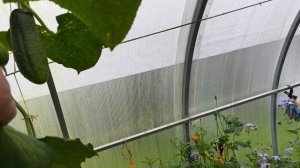 18 августа
Репортаж с дачи.
Московская область.