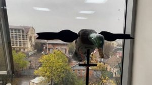 Новый улучшенный махокрыл - чучело с вращающимися крыльями Lucky XHDI (селезень) #luckyduck #охота