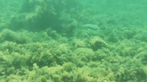 Море в Голубой бухте