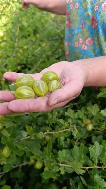 Крыжовник "Белый триумф" смотреть онлайн