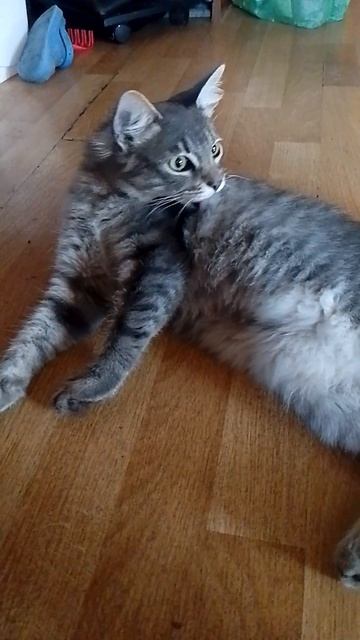 королевский мем про кошку.mp4