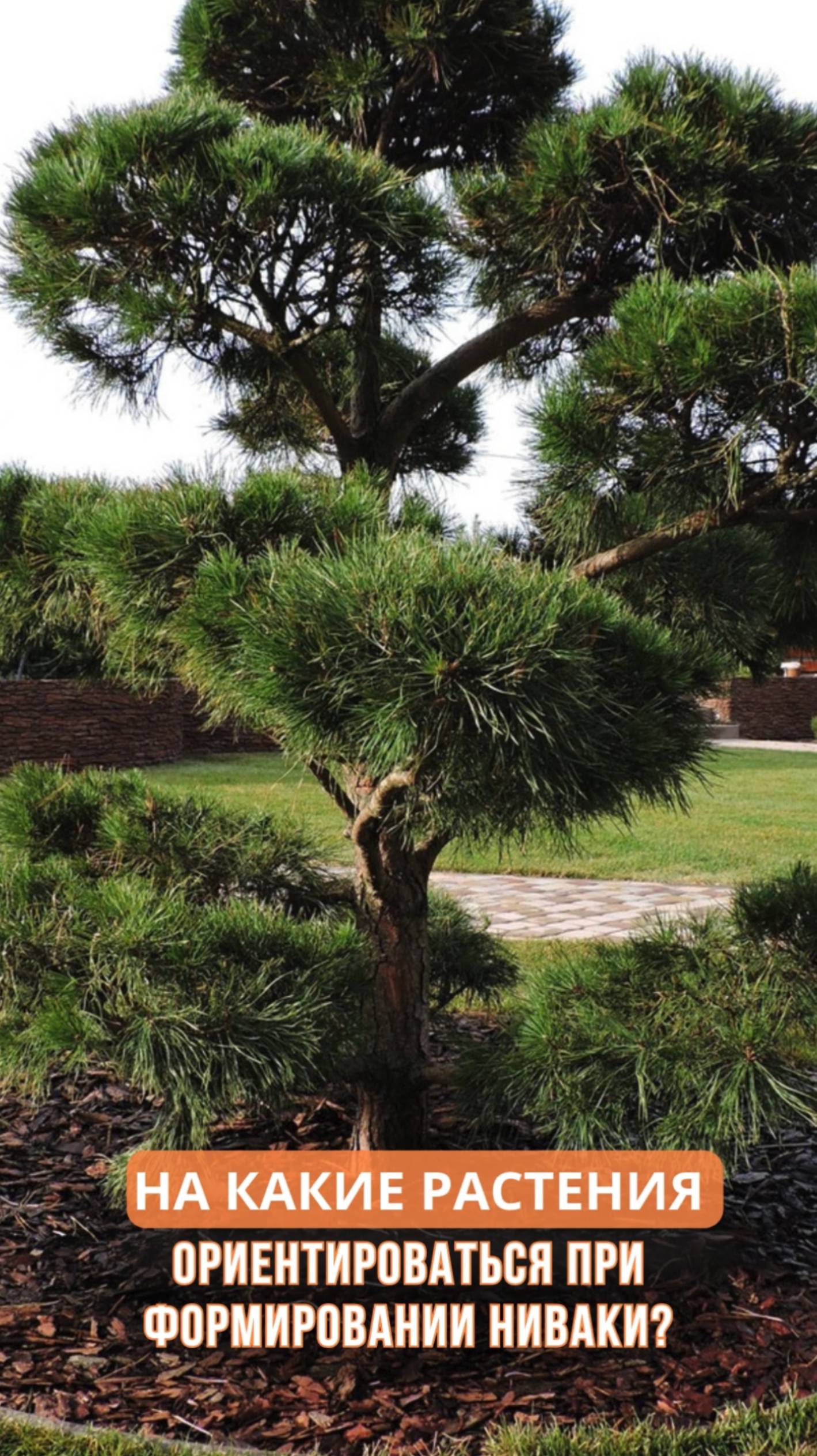 На какие растения ориентироваться при формировании ниваки? смотреть онлайн