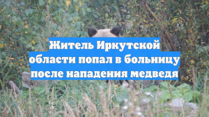 Житель Иркутской области попал в больницу после нападения медведя