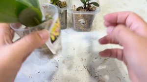 Что делать с маленькой орхидеей во мху после распаковки посылки