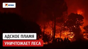 Пожары в Испании уничтожили 50 000 гектаров леса