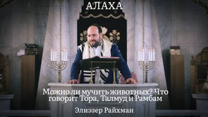 Можно ли мучить животных? Что говорит Тора, Талмуд и Рамбам