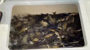 Очередной запуск рыбы в водоём!!!