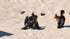 Калининград. пос. Янтарный