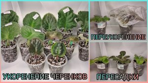Укоренение черенков. Переукоренение фиалок. Пересадка деток.