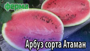 Арбуз сорта Атаман особенности выращивания и ухода
