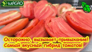 ТОП-3 вкусных и беспроблемных ГИБРИДА томатов, которые вкуснее СТАРЫХ СОРТОВ! Наслаждение вкусом!