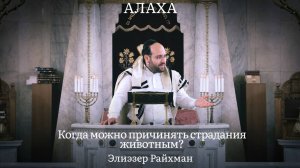 Когда можно причинять страдания животным? Границы дозволенного по Торе