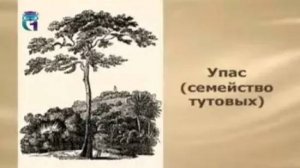 Упас