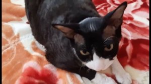 Покончив со Сталиным, они возьмутся за Петра Первого  Кот Костян без грима из 2020 года