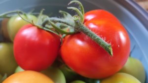 Томаты сорта Ляна - низкорослые, неприхотливые и урожайные
