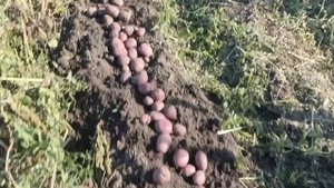 Картошка 🥔 2025
