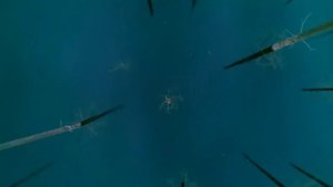 Кольсайские озёра. Озеро Каинды. Кольсай.Kolsay lakes.