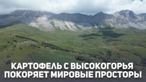 Развивая отечественное картофелеводство