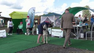 Посадский Страж Ирма