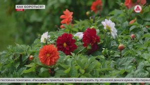 Проблема бездомных животных в наших городах