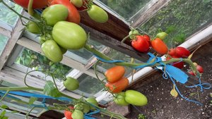 Обзор томатов в теплице, помаленьку стали раскачиваться 🙈