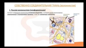 Видео-лекция №1.4 Соединительные ткани. Волокнистая