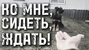 ОБУЧЕНИЕ ЩЕНКА КОМАНДАМ | Гром молодец 👍 #Немецкаяовчарка #germanshepherd
