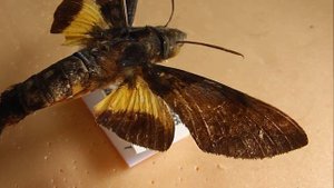 БРАЖНИКИ: 489. Macroglossum passalus