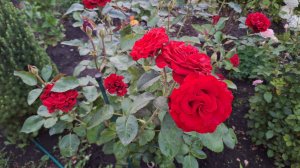 Vlog/96/ Дети приезжали на дачу/ Иваныч получил подарки/ Посадили косточки, будем ждать урожая...